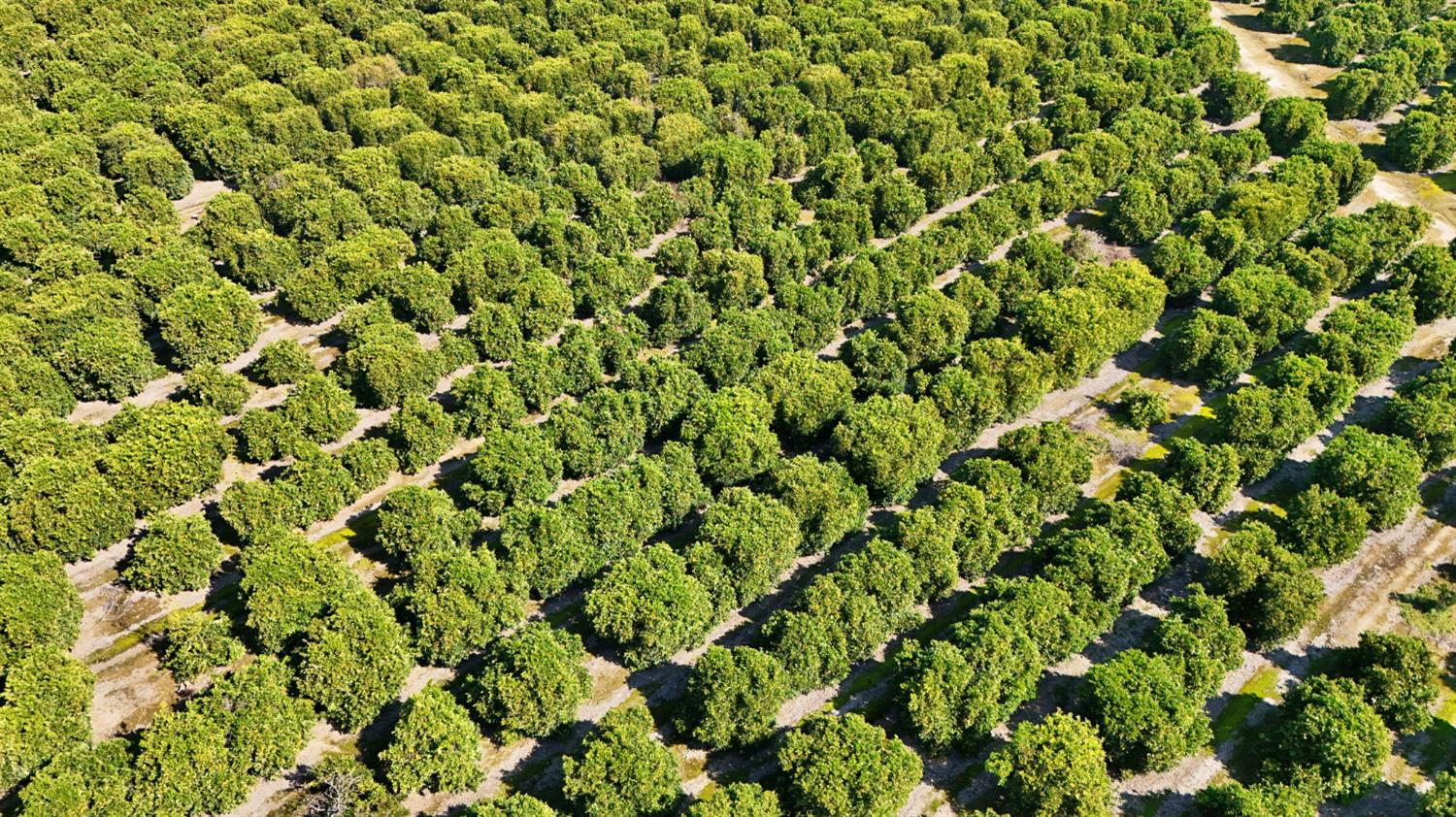 19188 E Trimmer Springs Rd, Sanger, CA 93657