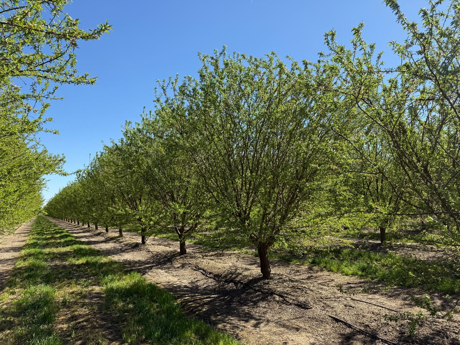 10277 Road 28 1/2, Madera, CA 93637