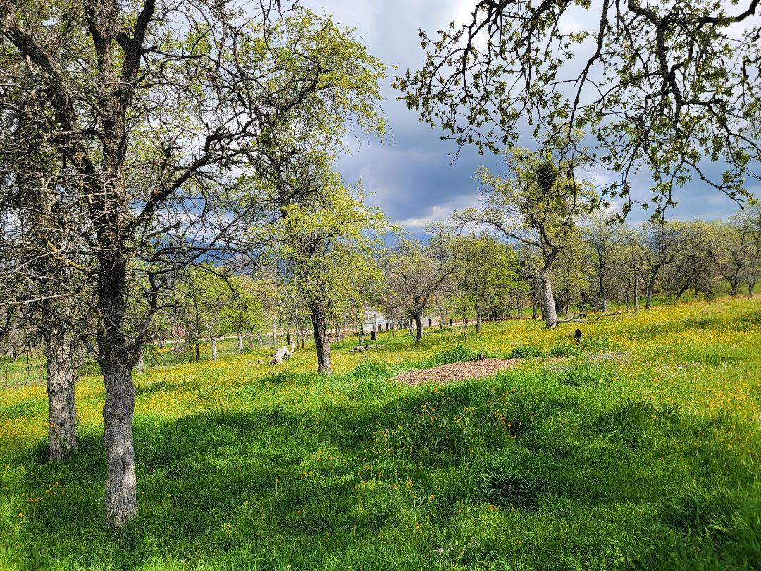 33323 Buttercup Lane, Yokuts Valley, CA 93675