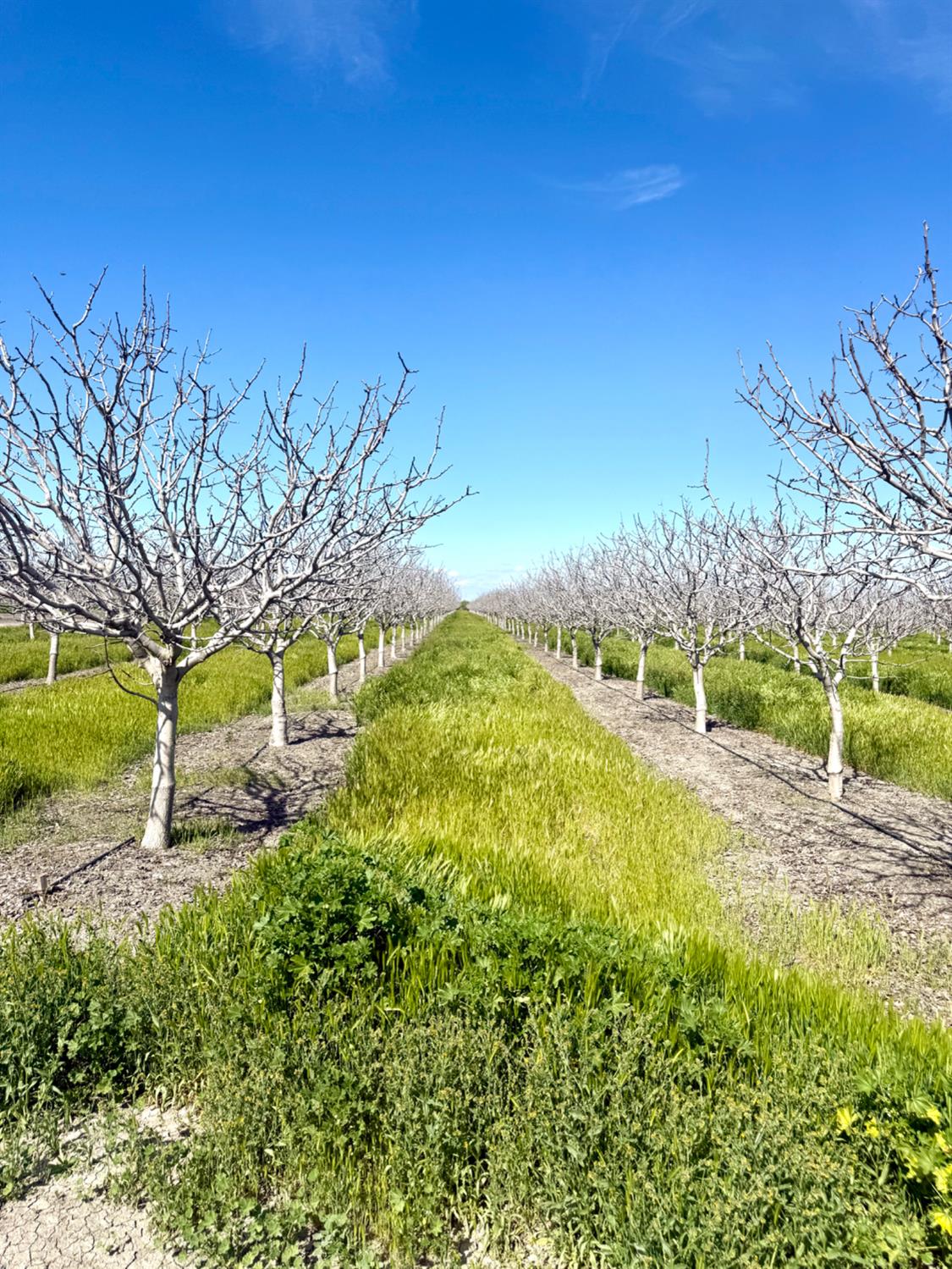 1 W Parlier, Tranquillity, CA 93668