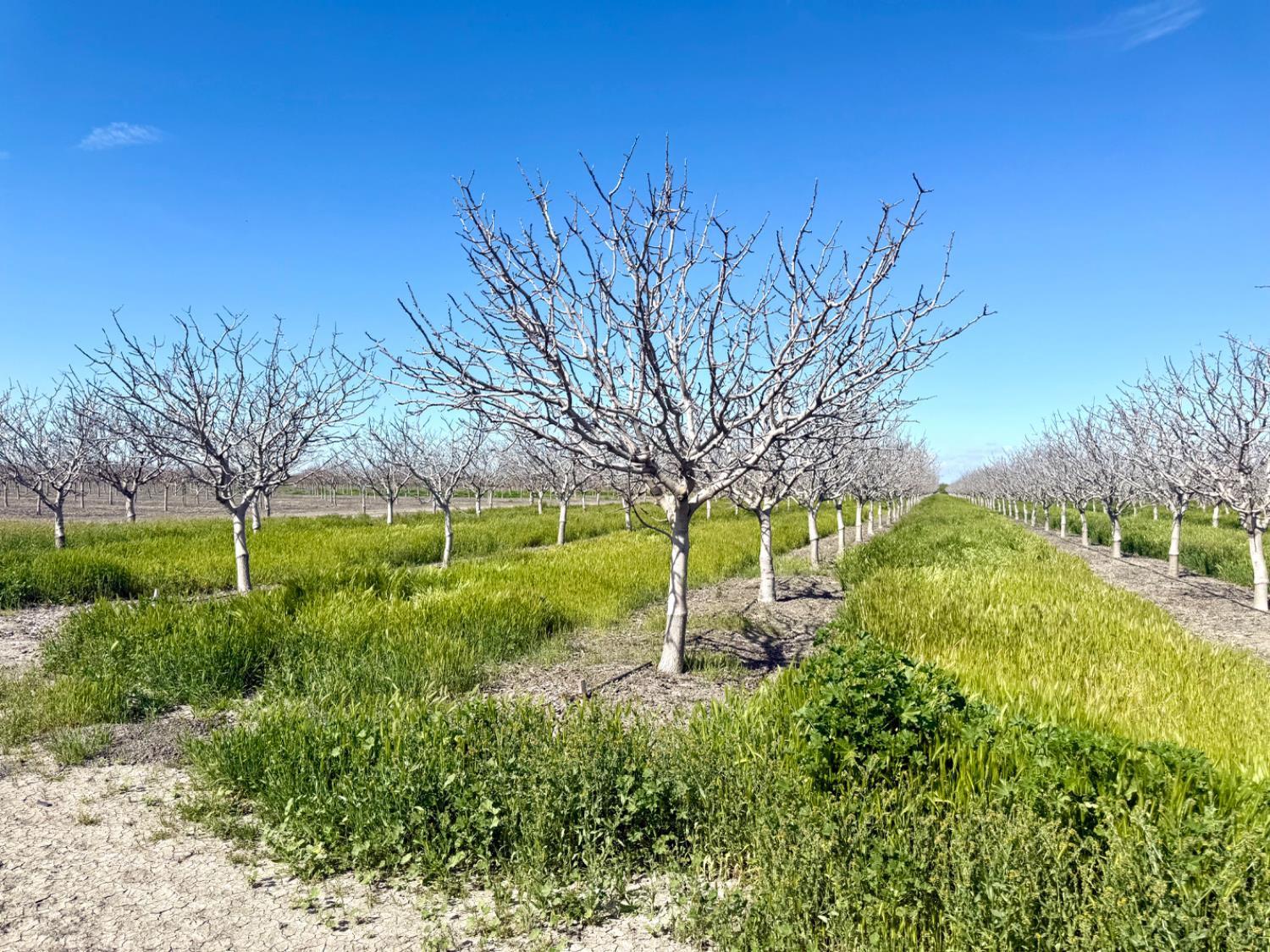 1 W Parlier, Tranquillity, CA 93668