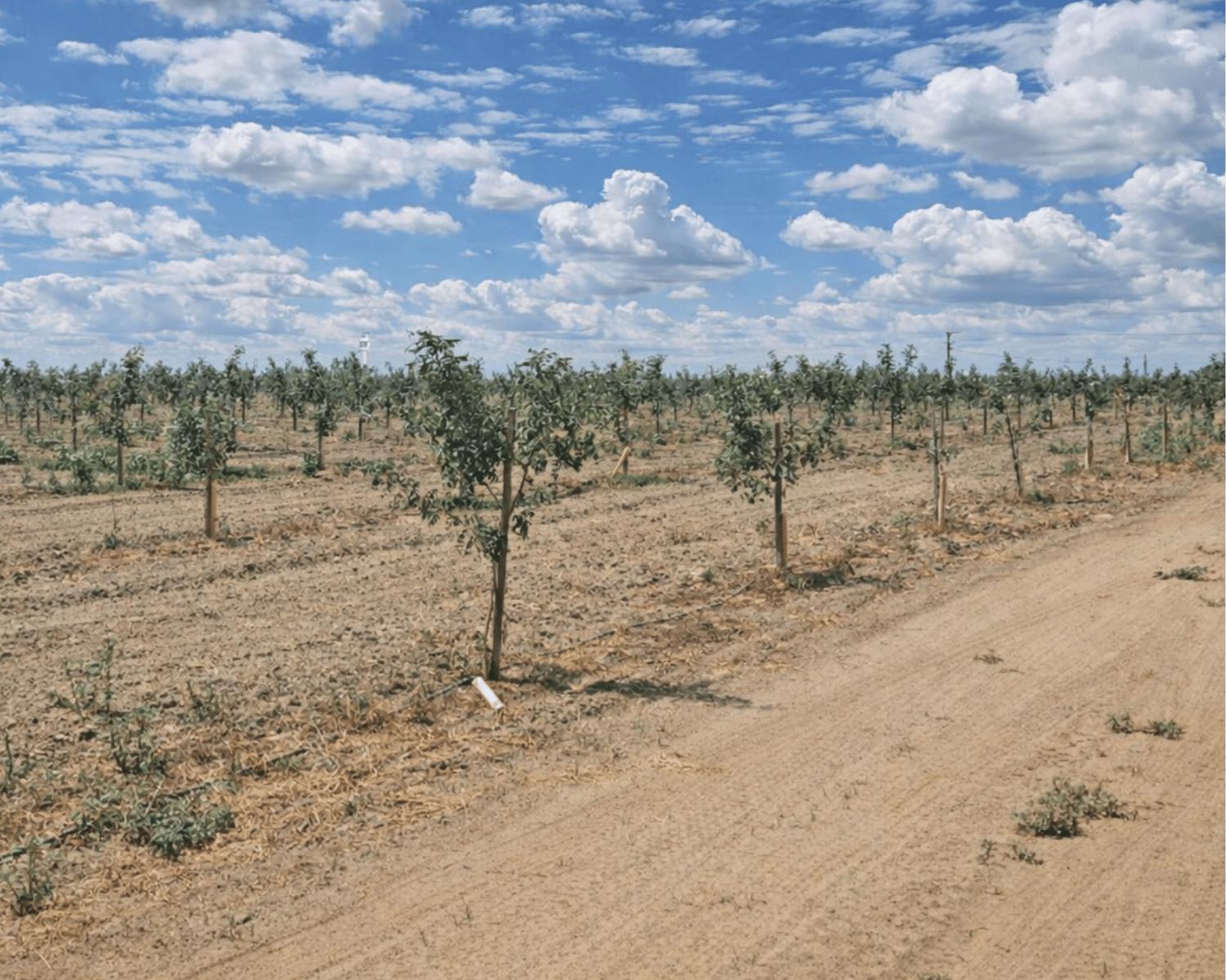 16408 W Lacey Blvd, Lemoore, CA 93245