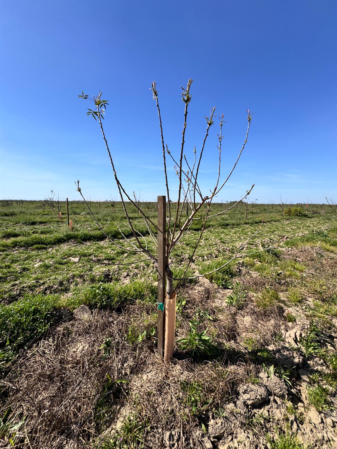 16408 W Lacey Blvd, Lemoore, CA 93245