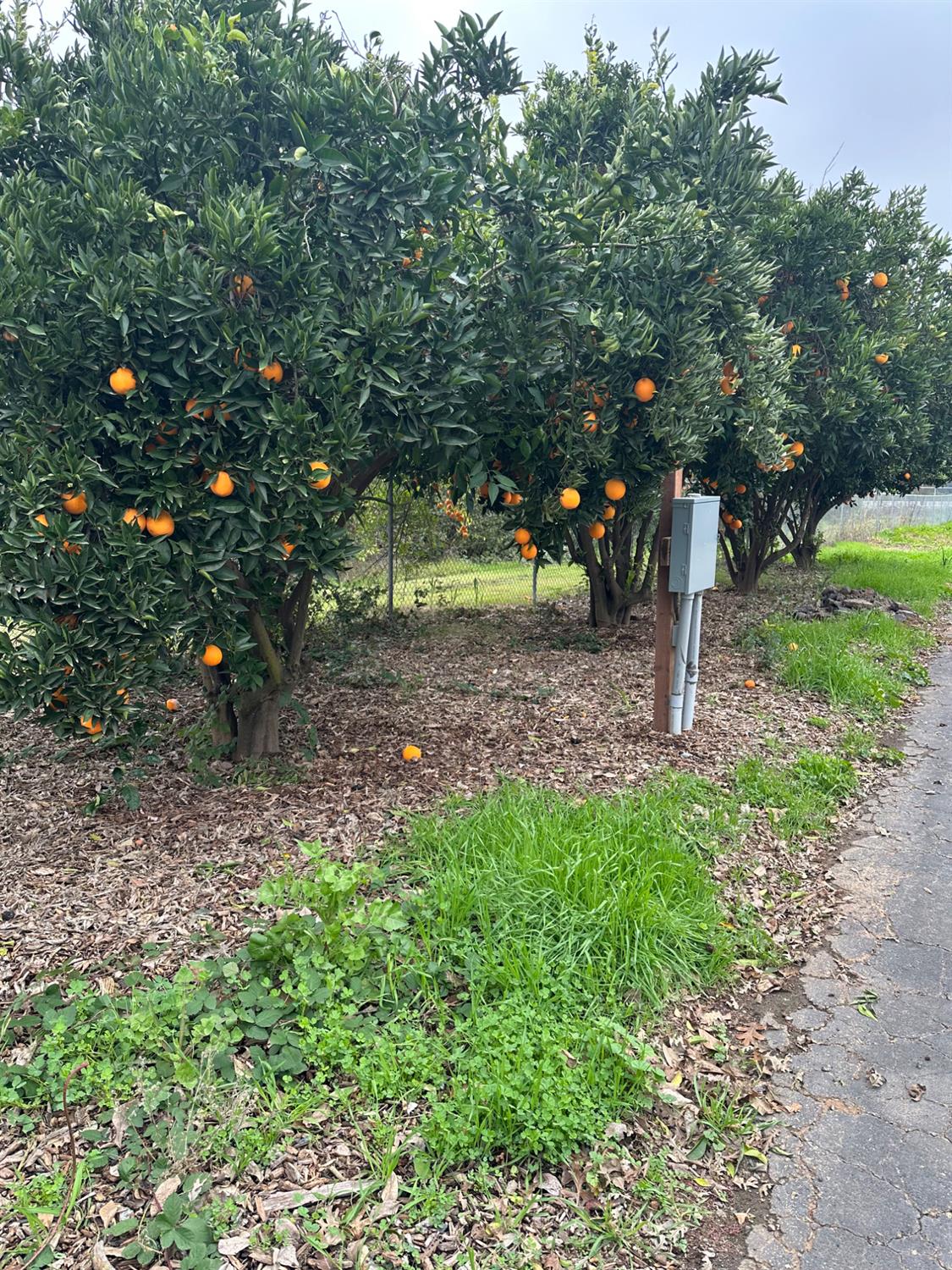 17366 E Belmont Ave, Sanger, CA 93657