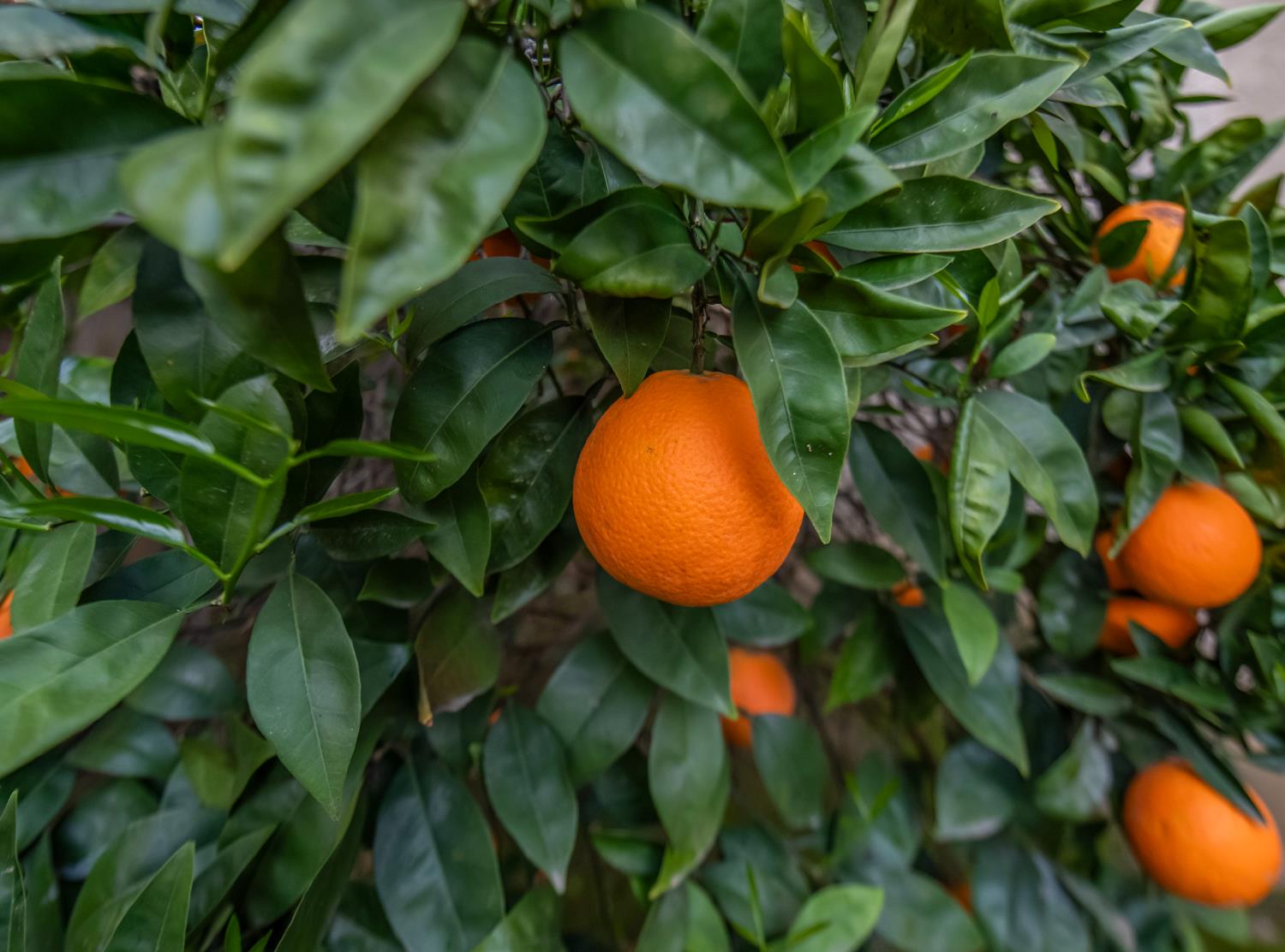 2274 E Skyview Ave, Fresno, CA 93720