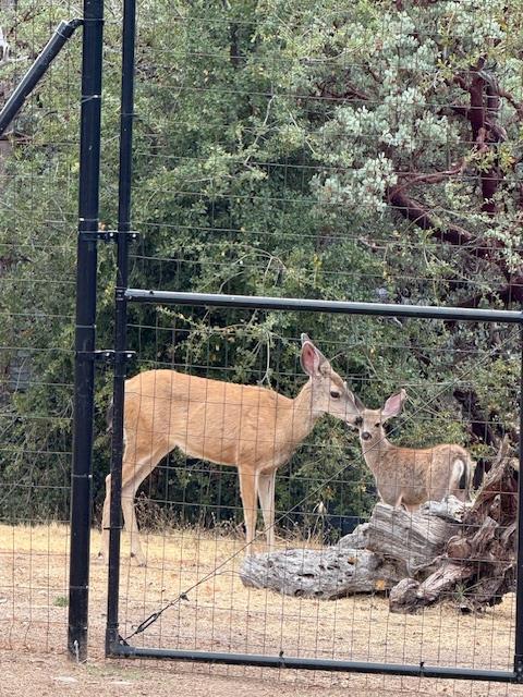 39468 Summit Dr, Oakhurst, CA 93644