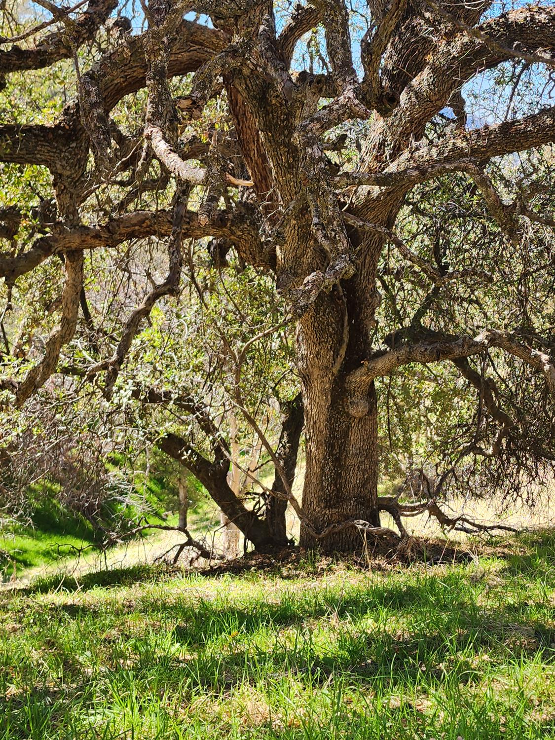 40 Seminole Rd, Tollhouse, CA 93667