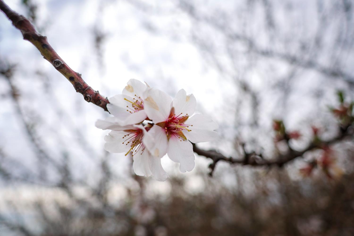 10847 E Belmont Ave, Sanger, CA 93657