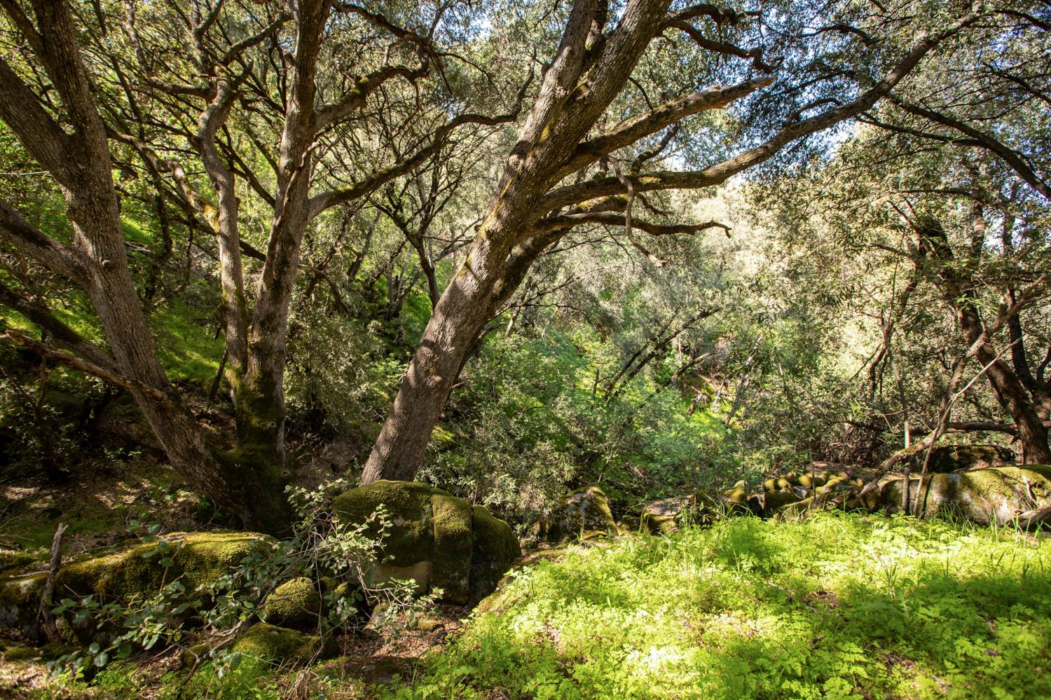 44981 Todd Eymann Rd, Miramonte, CA 93641