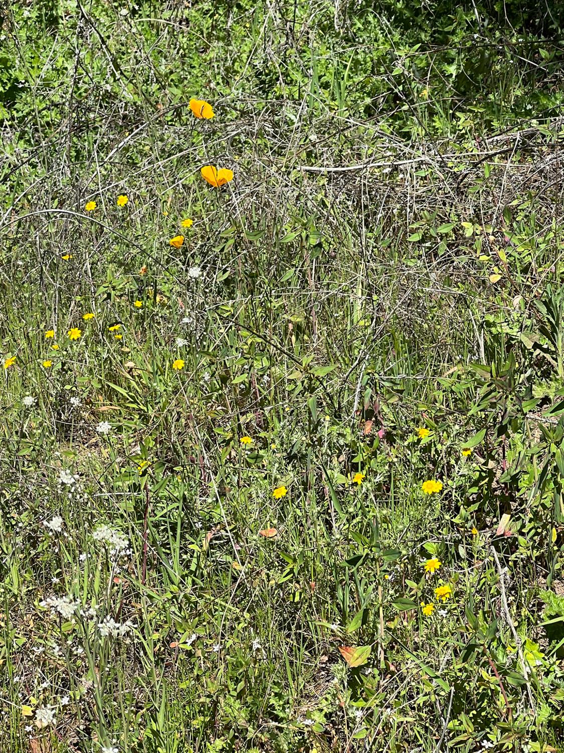 44981 Todd Eymann Rd, Miramonte, CA 93641