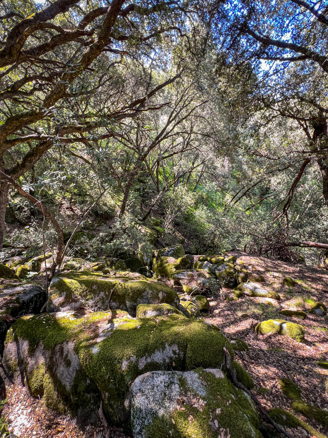 44981 Todd Eymann Rd, Miramonte, CA 93641