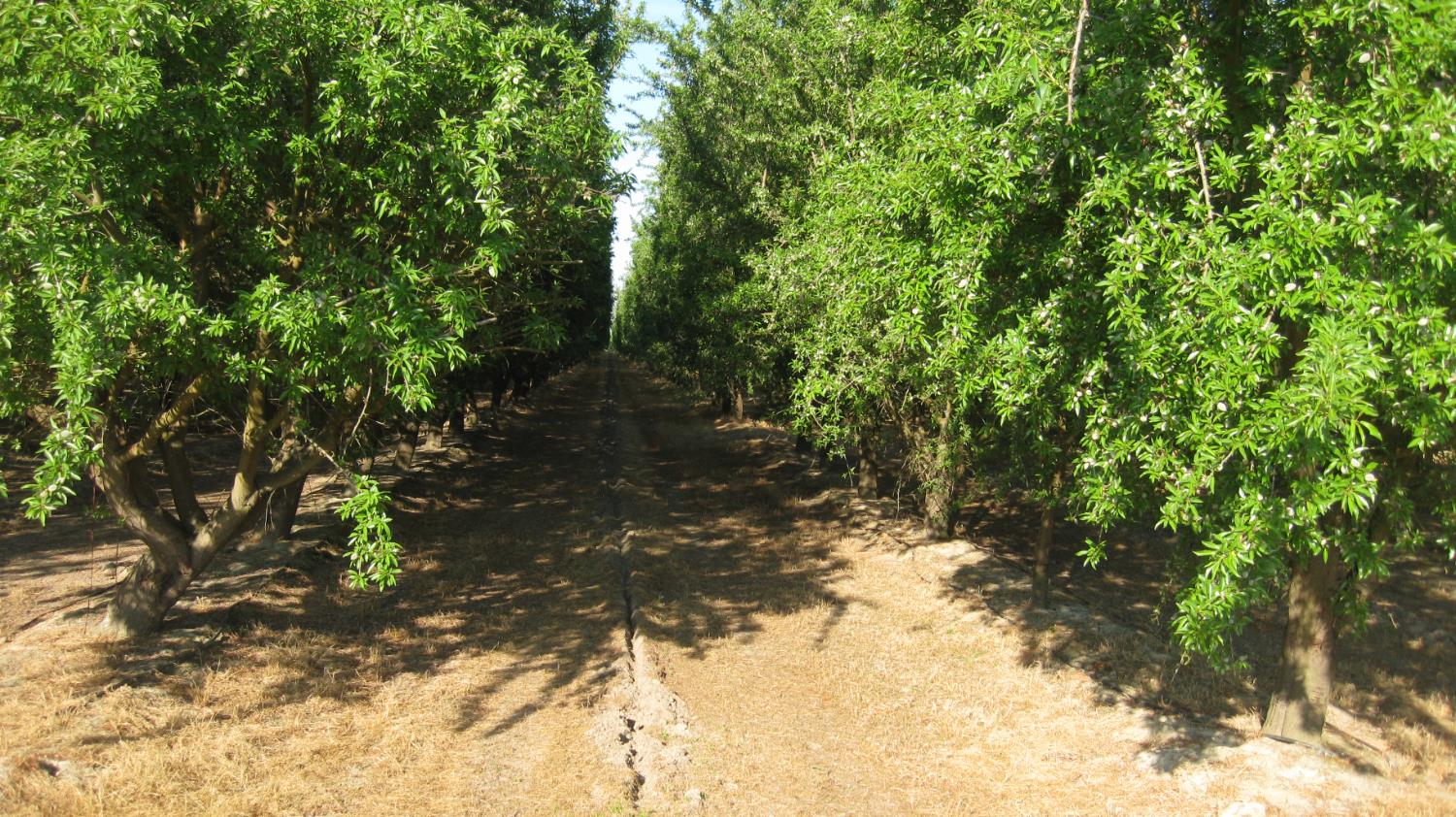 15270 S Mccall Ave, Kingsburg, CA 93631