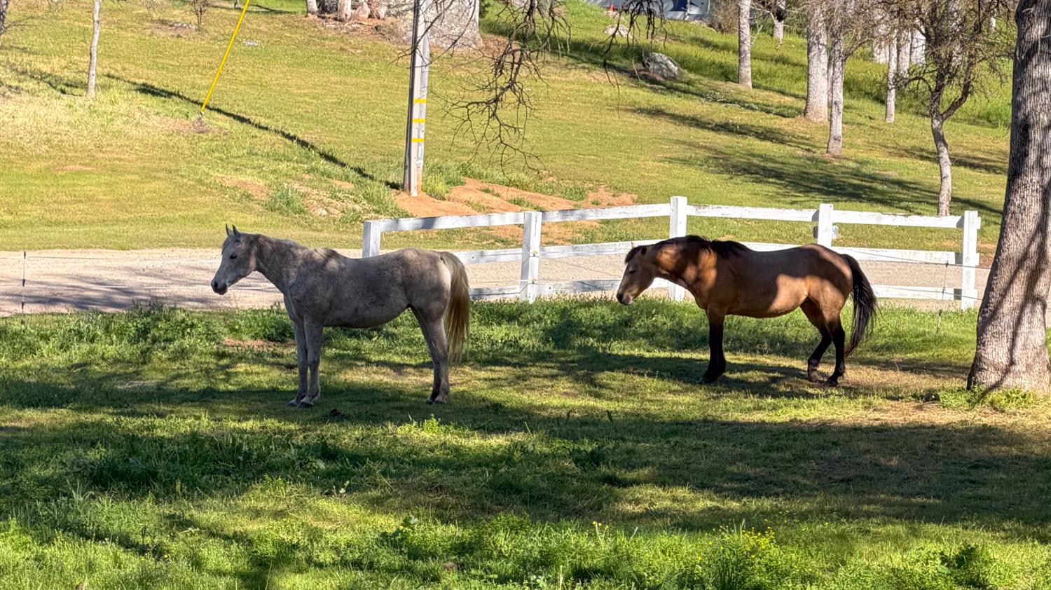 4421 Scrubby Oak Dr, Mariposa, CA 95338