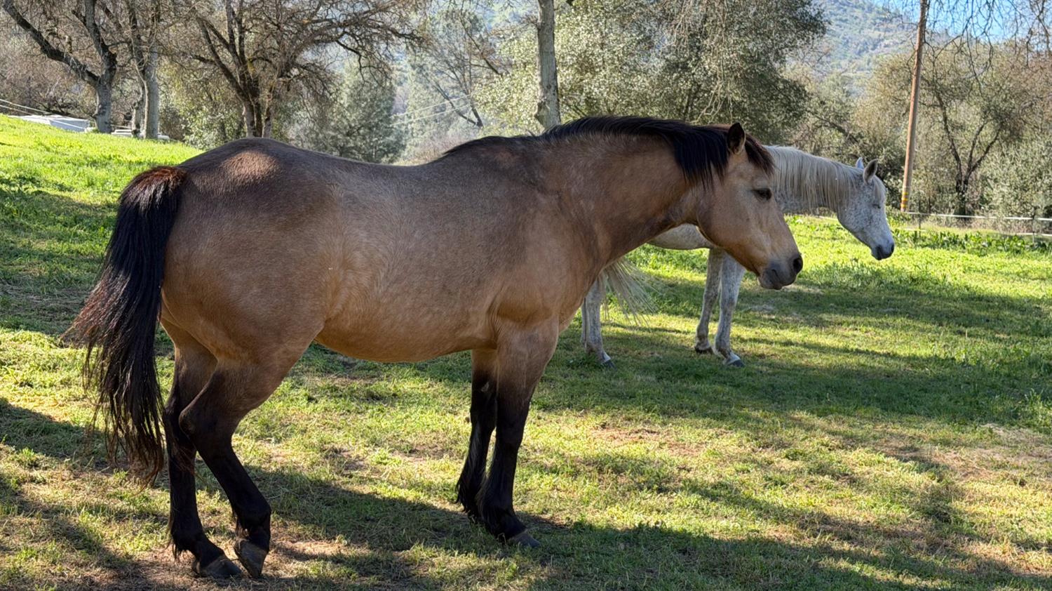 4421 Scrubby Oak Dr, Mariposa, CA 95338