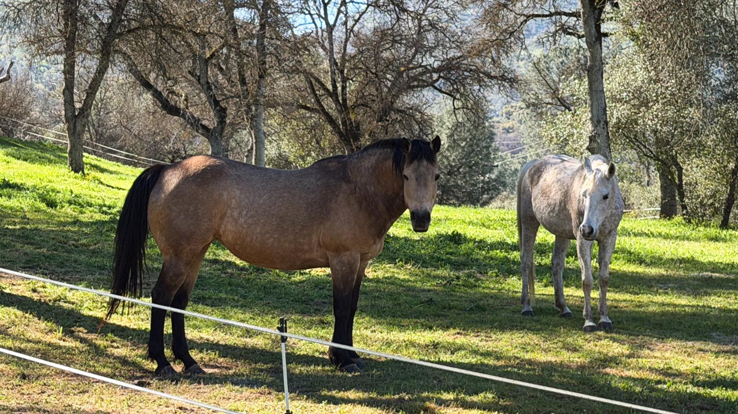 4421 Scrubby Oak Dr, Mariposa, CA 95338