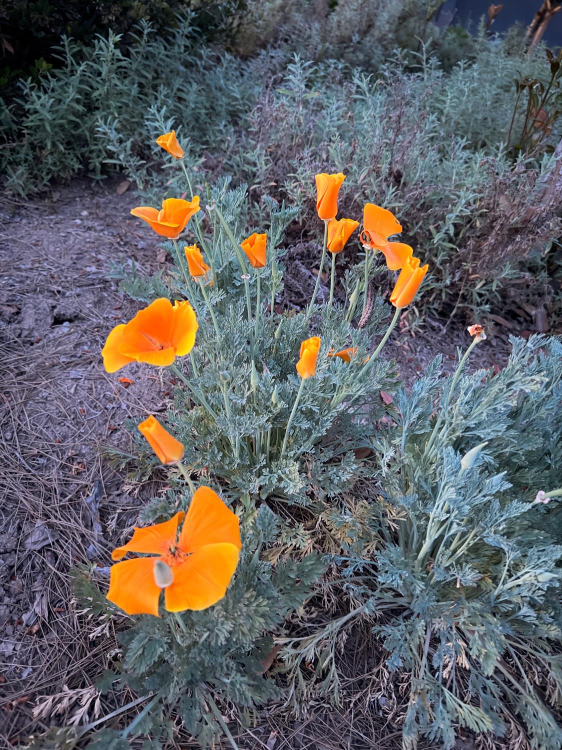 1674 W Bullard Ave, Fresno, CA 93711