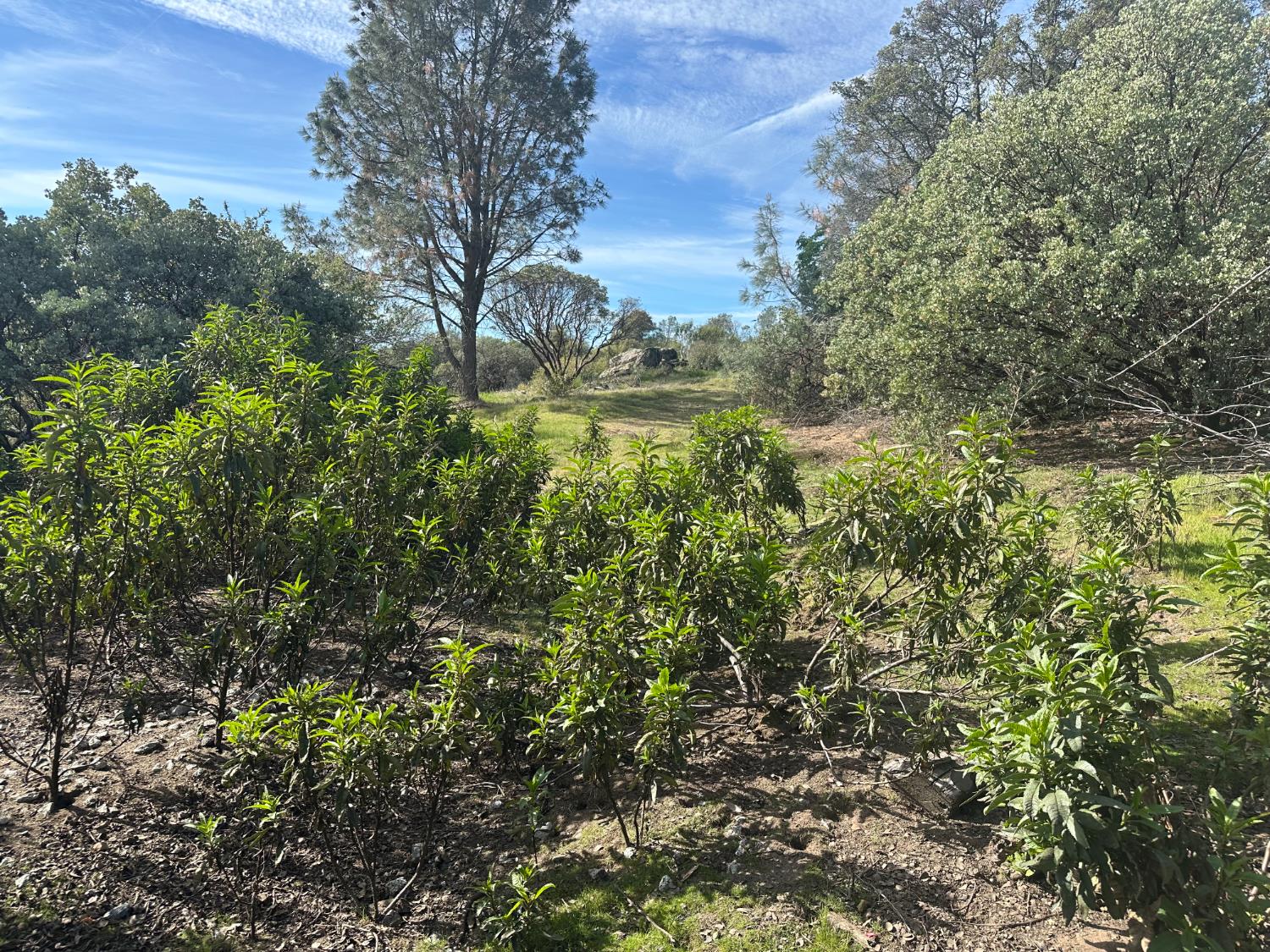 9 Acres Quartz Ridge Ct, Coarsegold, CA 93614