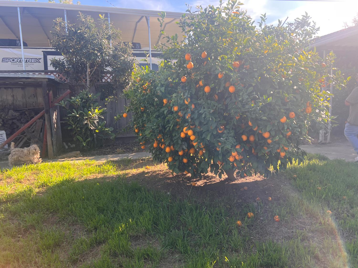 636 Newton, Dinuba, CA 93618