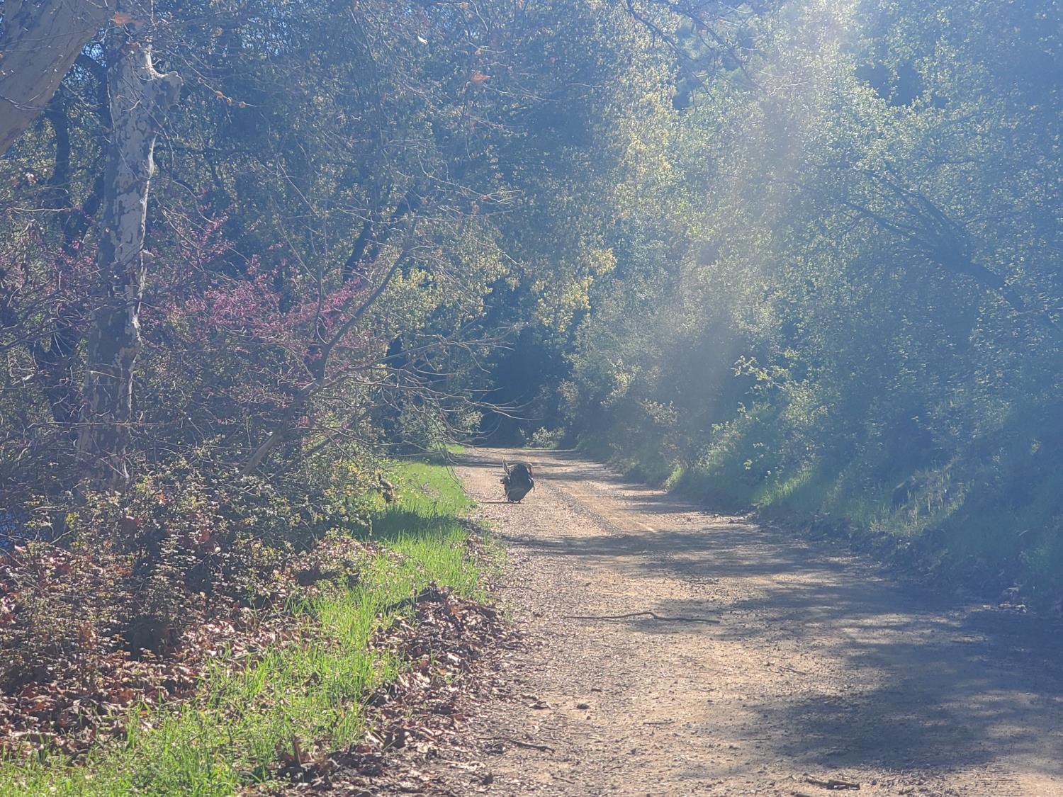 40 Trimmer Springs Rd, Miramonte, CA 93657