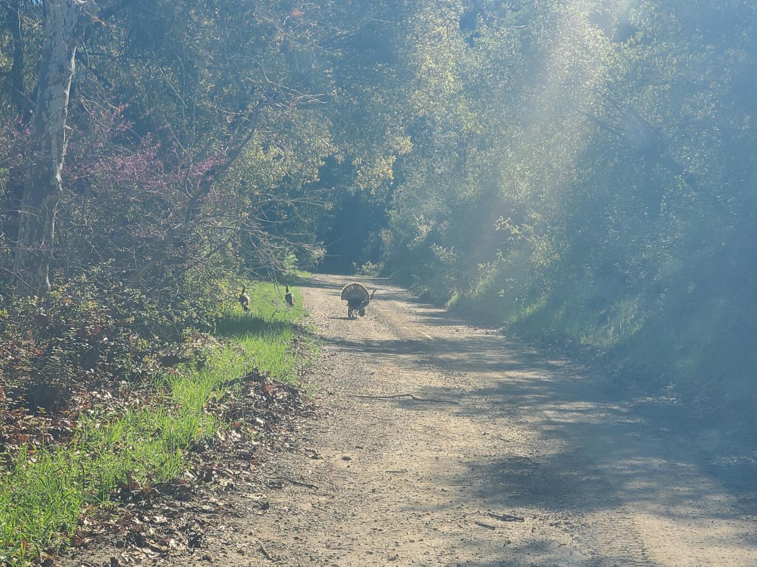 40 Trimmer Springs Rd, Miramonte, CA 93657