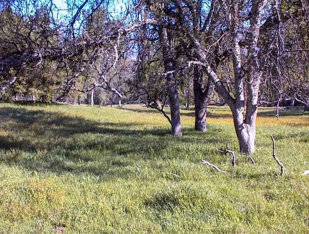 140 Ruth Hill Rd, Dunlap, CA 93621