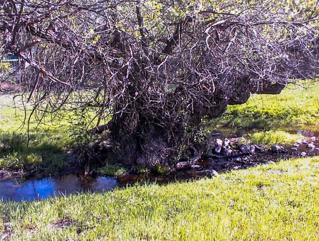 140 Ruth Hill Rd, Dunlap, CA 93621