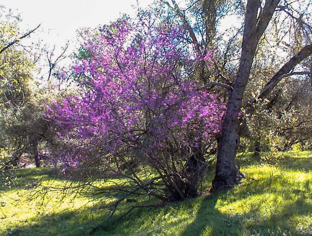 140 Ruth Hill Rd, Dunlap, CA 93621