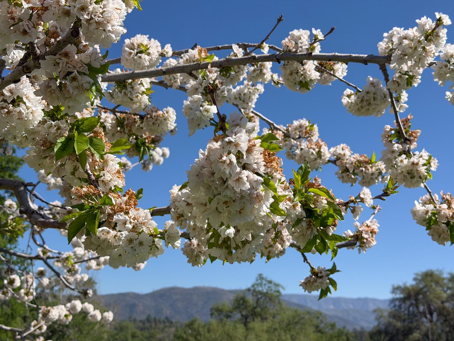 4780 Morningstar Ln, Mariposa, CA 95338