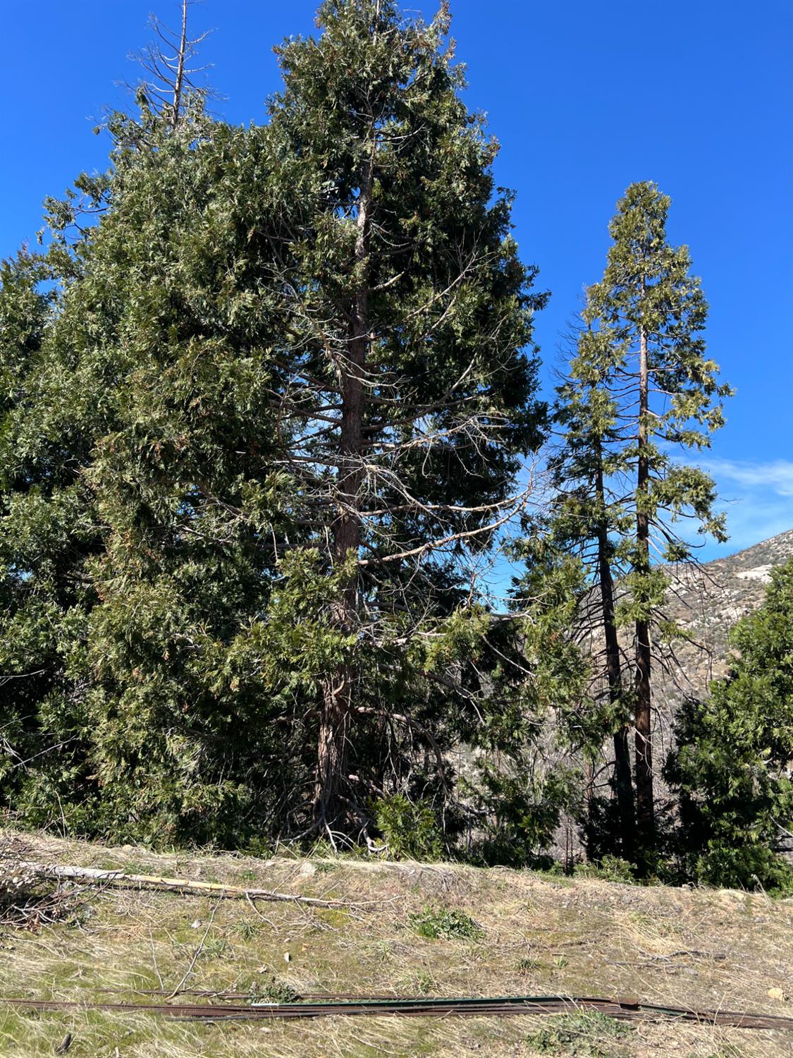 55161 Jungletown Ln, Big Creek, CA 93605