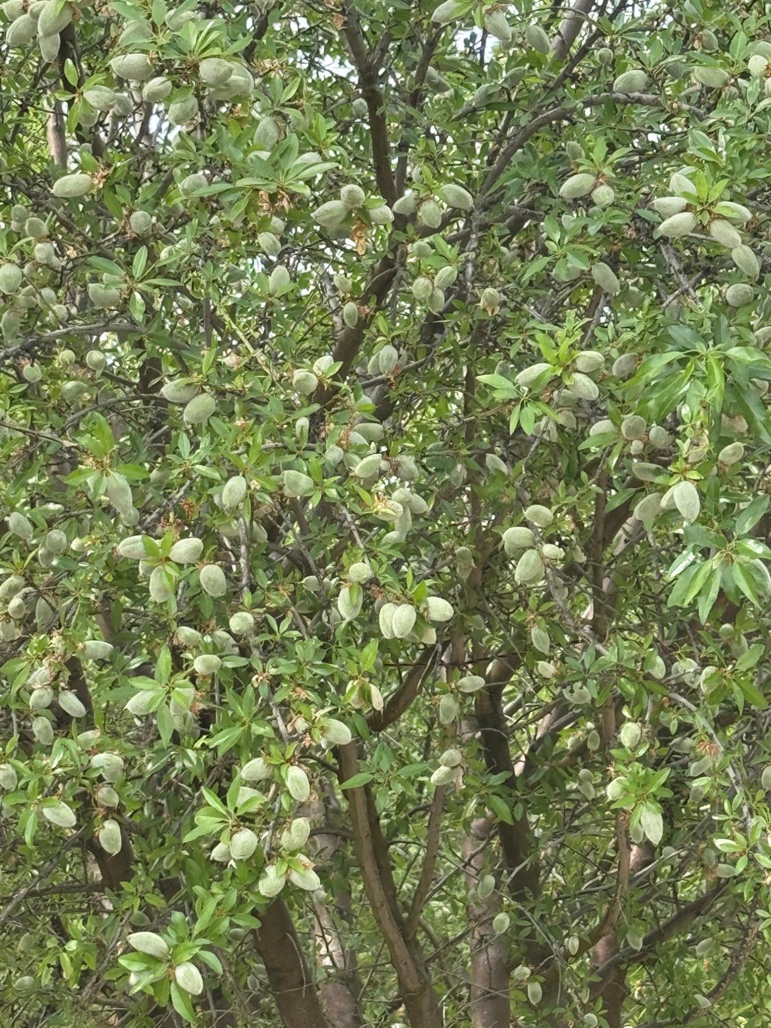 9495 W Kamm Ave, Caruthers, CA 93609