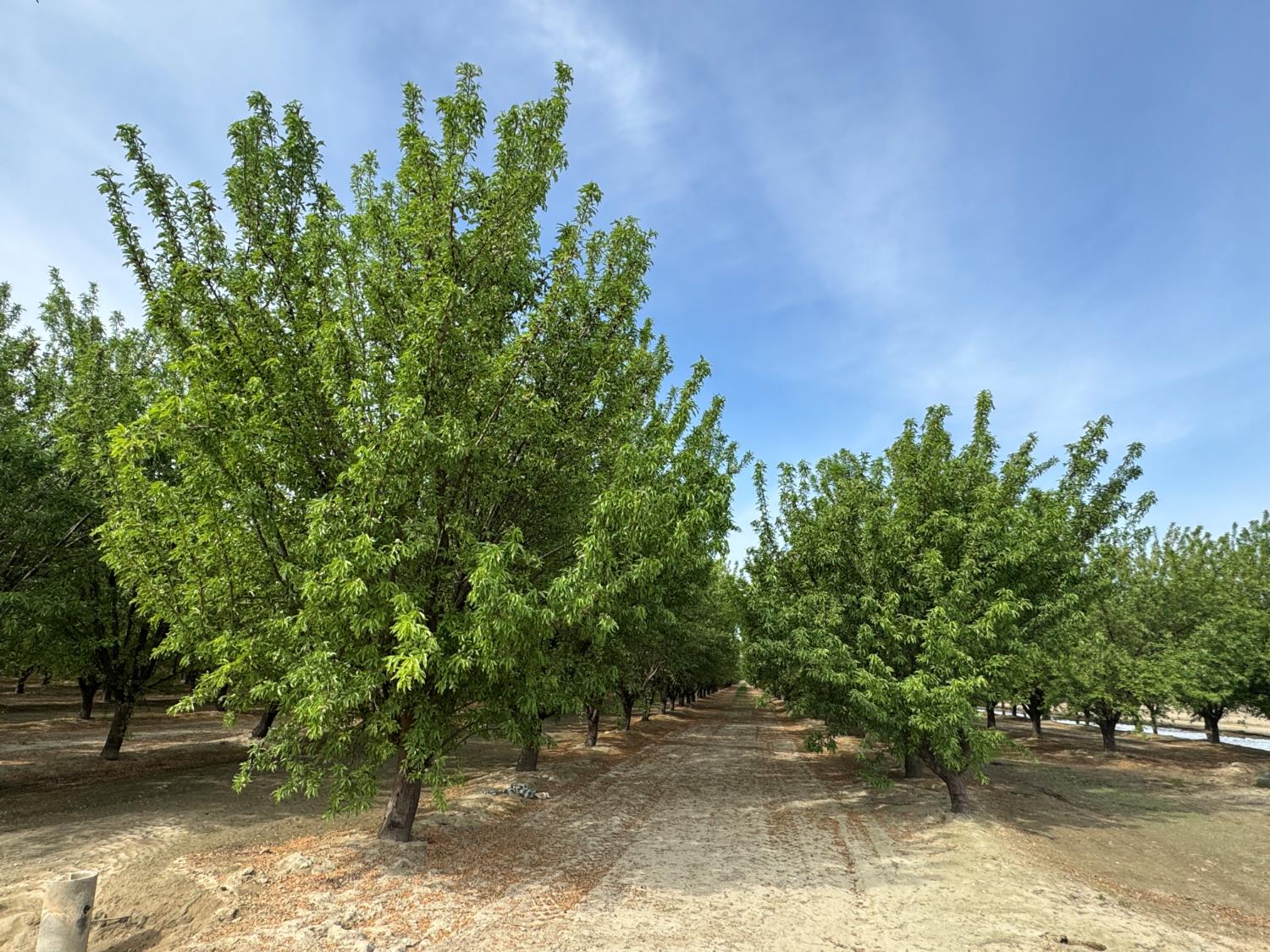 9495 W Kamm Ave, Caruthers, CA 93609