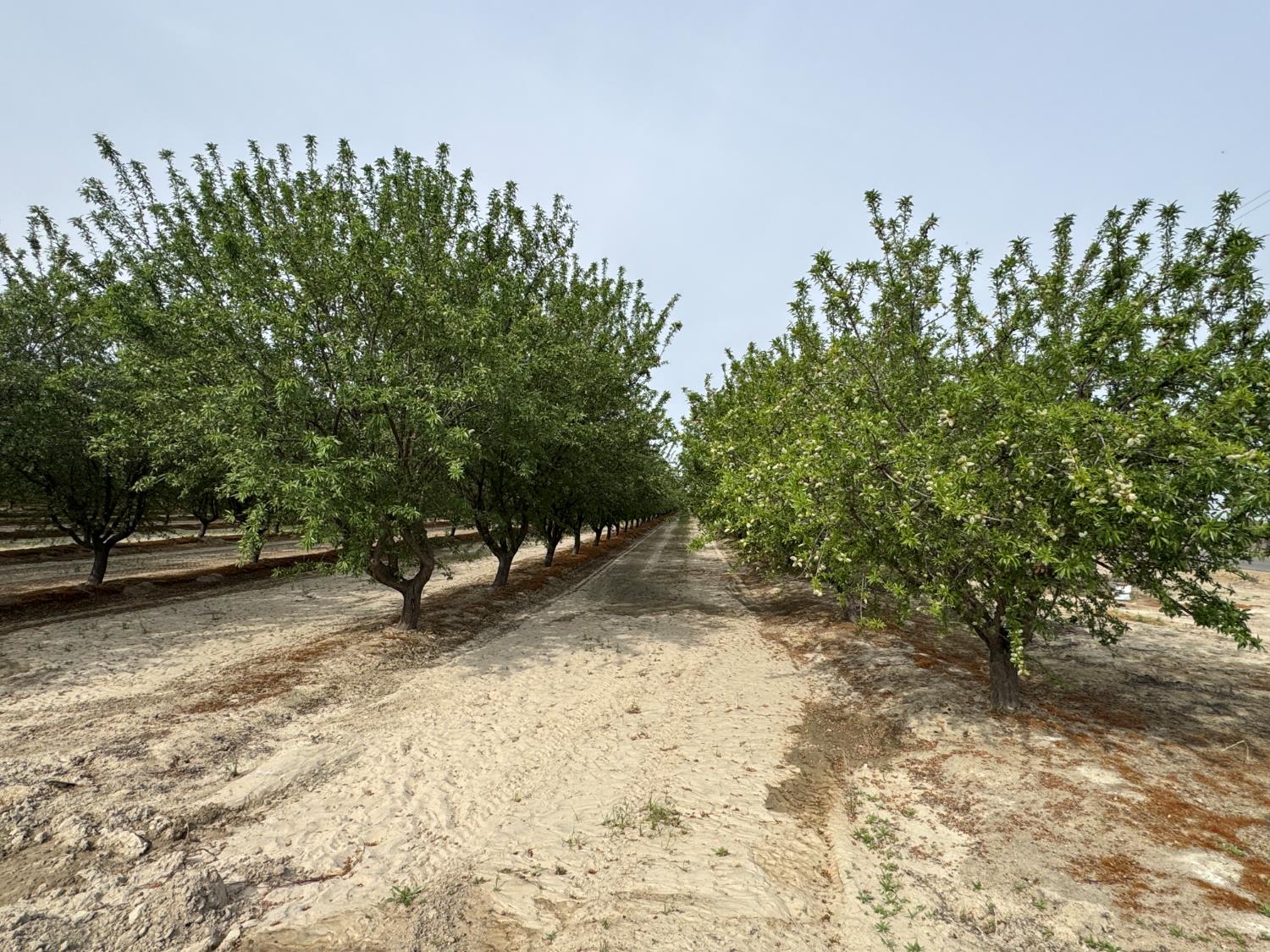 9495 W Kamm Ave, Caruthers, CA 93609