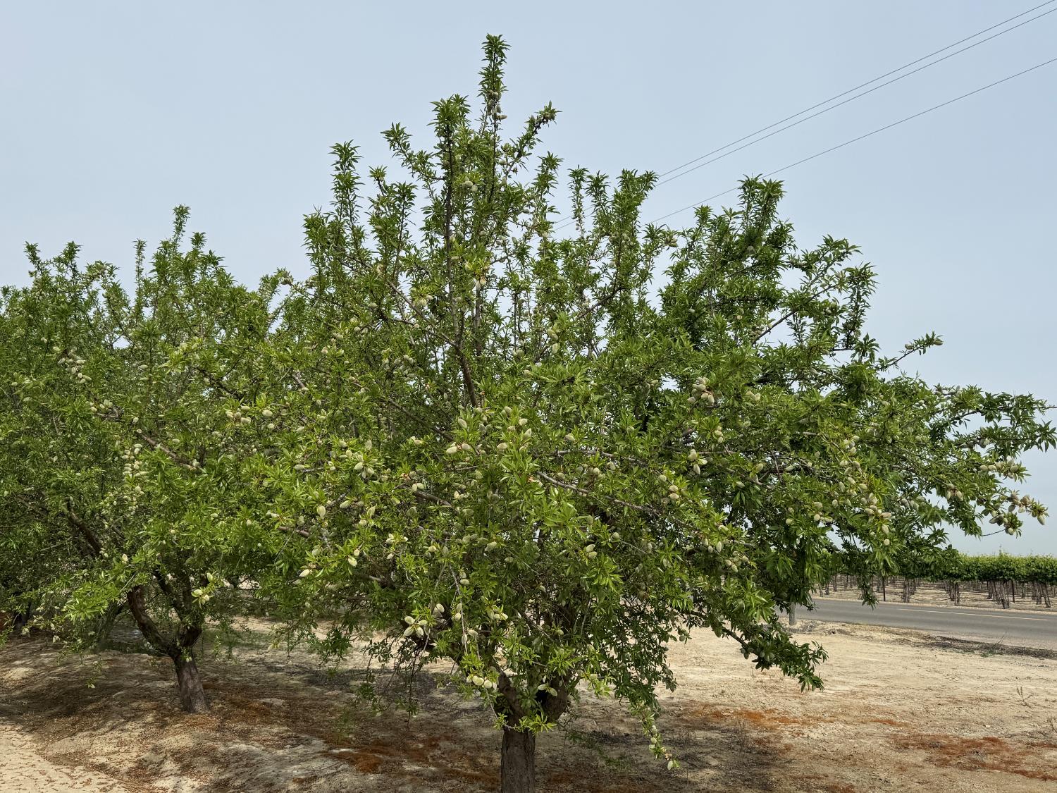 9495 W Kamm Ave, Caruthers, CA 93609