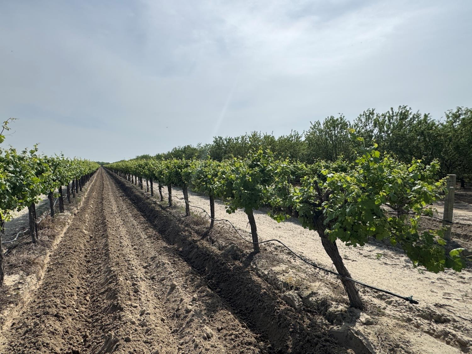 9495 W Kamm Ave, Caruthers, CA 93609