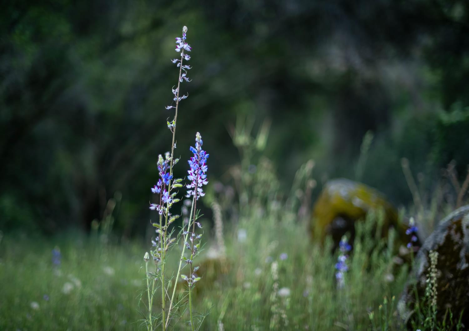 27719 Burrough Valley Rd, Tollhouse, CA 93667