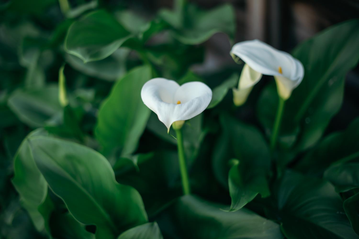 3900 W Allen Ct, Visalia, CA 93291