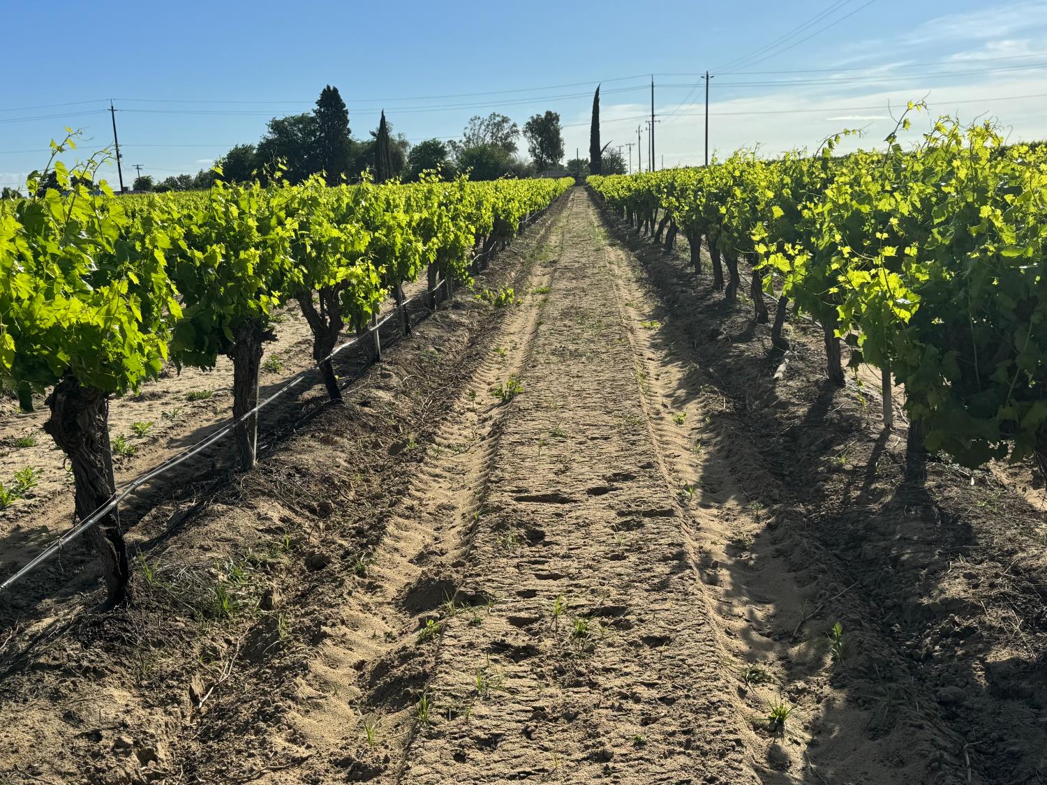 11325 S Cornelia Ave, Fresno, CA 93609