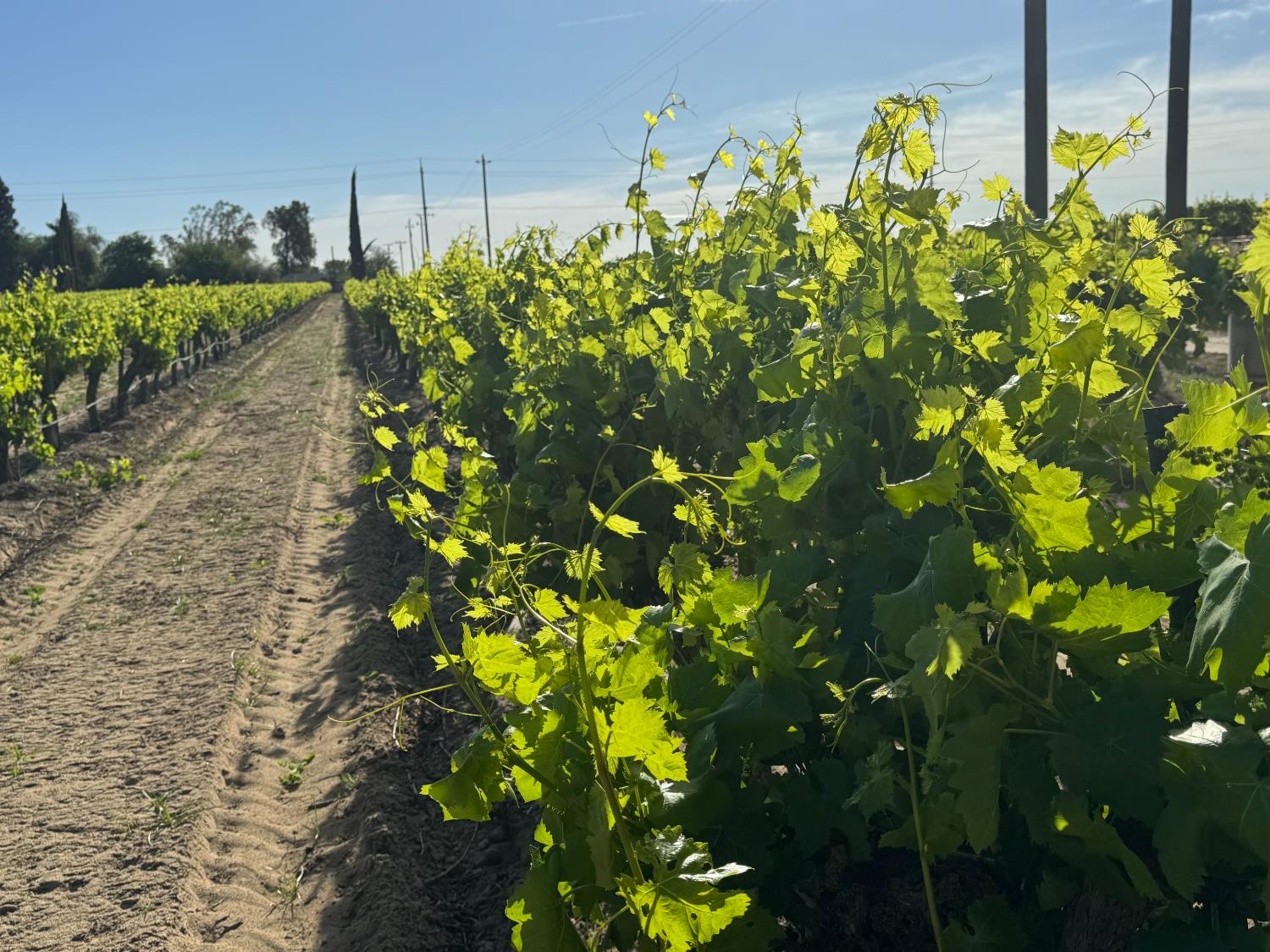 11325 S Cornelia Ave, Fresno, CA 93609