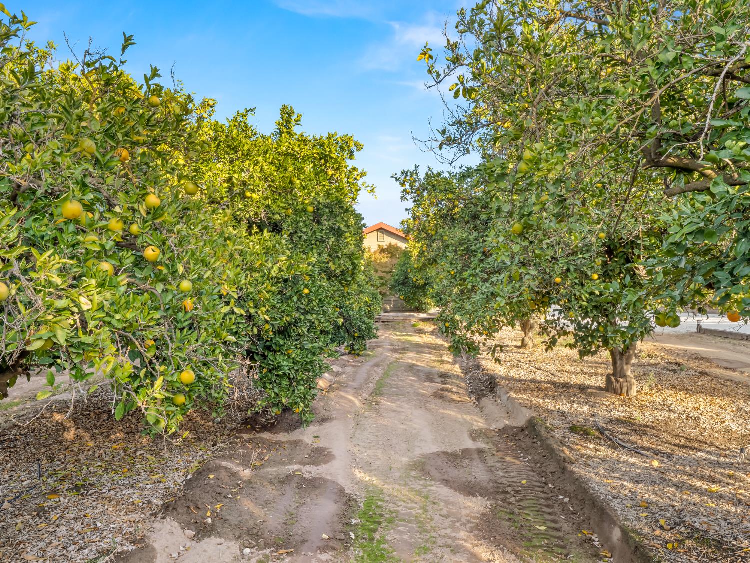 16787 Paula Rd, Madera, CA 93636