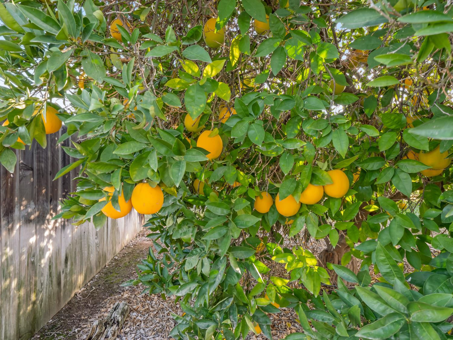 16787 Paula Rd, Madera, CA 93636