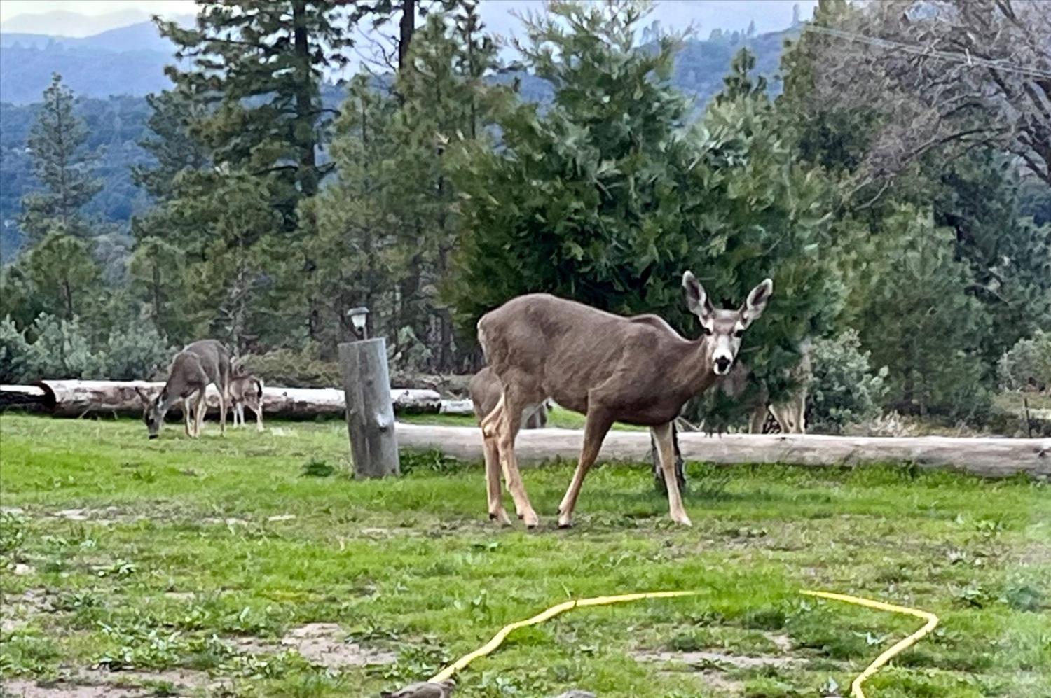 6132 Chowchilla Mountain Rd, Mariposa, CA 95338