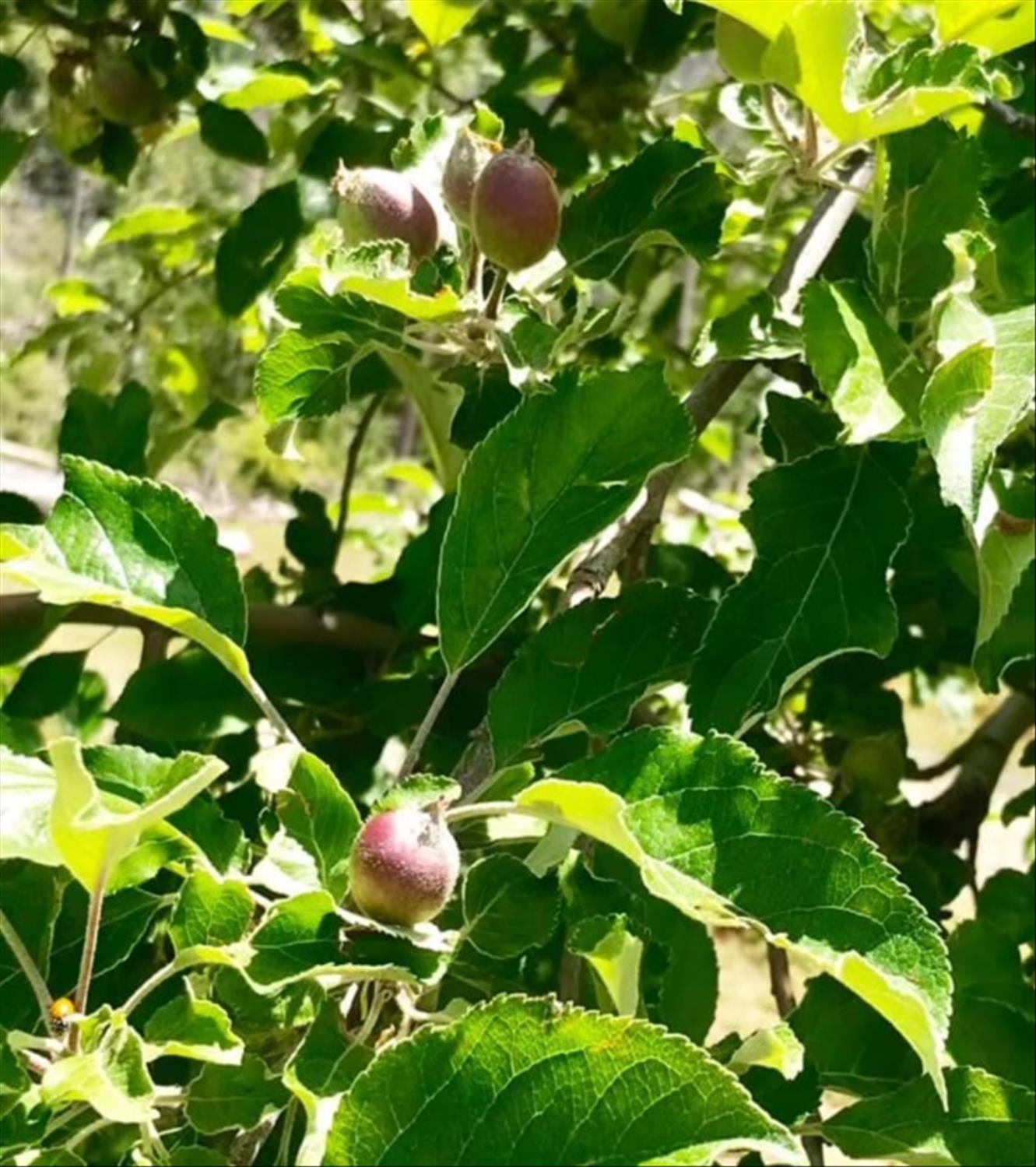 6132 Chowchilla Mountain Rd, Mariposa, CA 95338