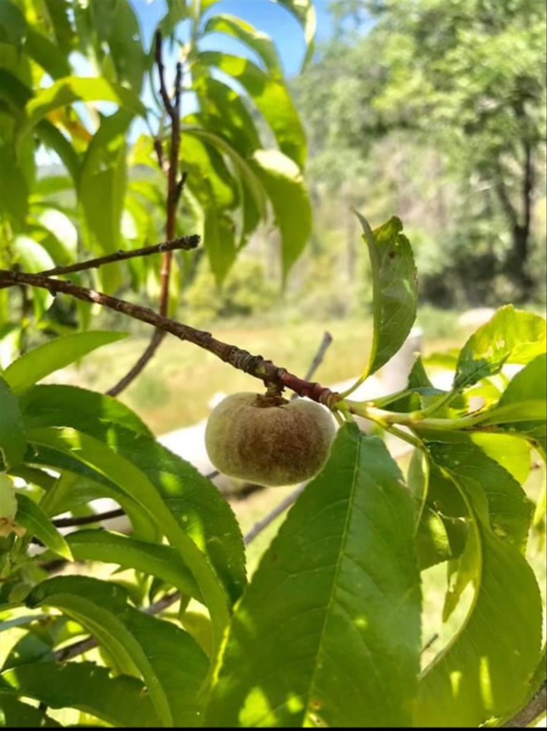 6132 Chowchilla Mountain Rd, Mariposa, CA 95338