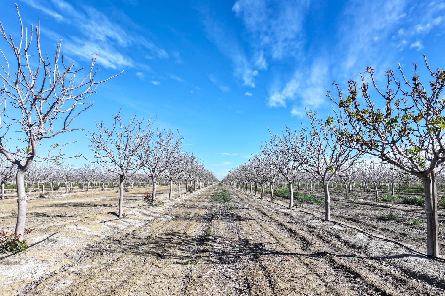 22889 S Colusa Ave, Five Points, CA 93624