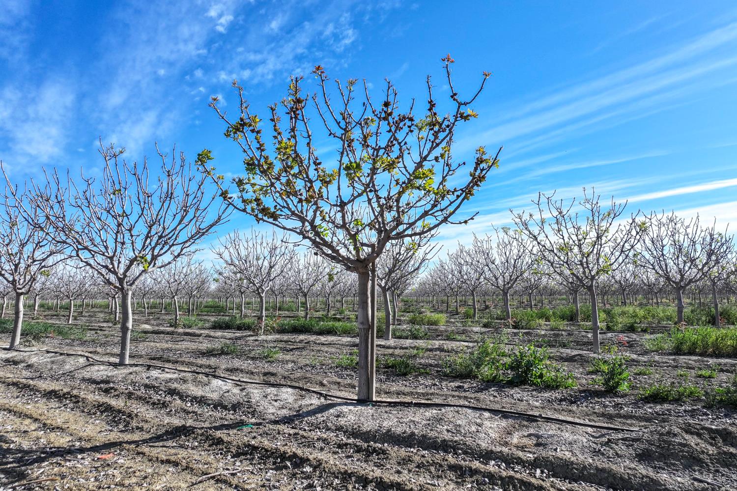 22889 S Colusa Ave, Five Points, CA 93624