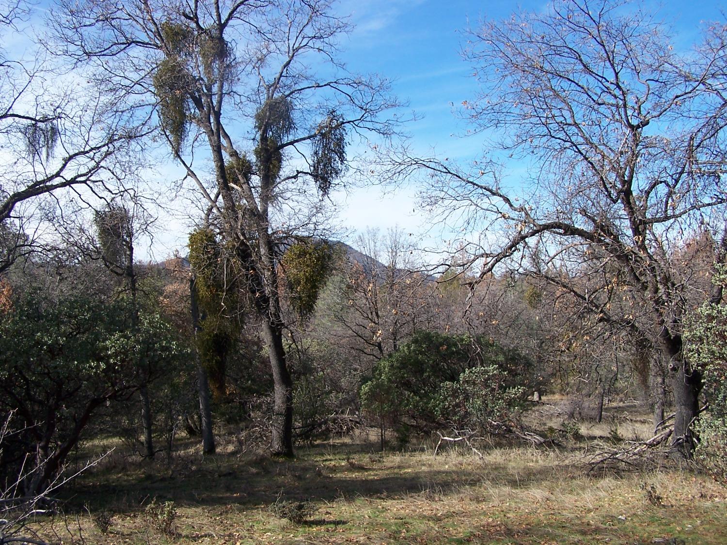 36 Jean Rd West, Oakhurst, CA 93644