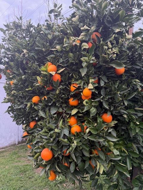 3039 E Hedges Ave, Fresno, CA 93703