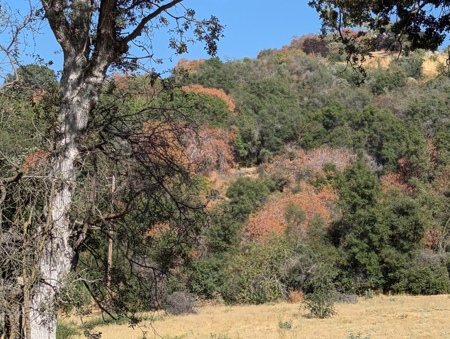 735 Bearclover Ln, Yokuts Valley, CA 93675