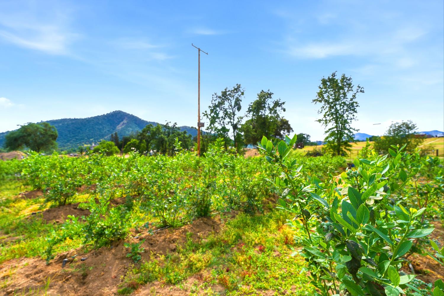 39348 Dunlap Rd, Yokuts Valley, CA 93675