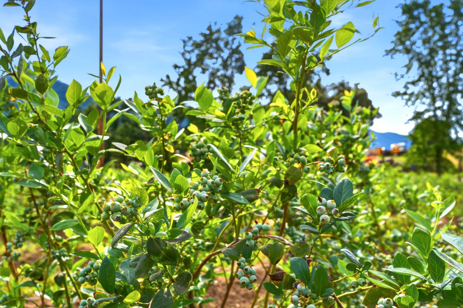 39348 Dunlap Rd, Yokuts Valley, CA 93675